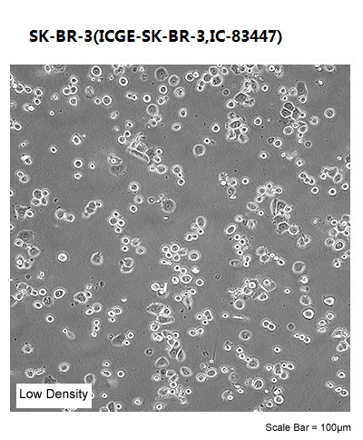 SK-BR-3(ICGE-SK-BR-3,IC-83447)