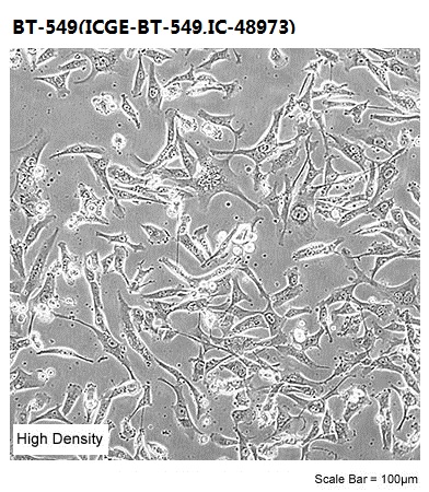 BT-549(ICGE-BT-549,IC-48973)