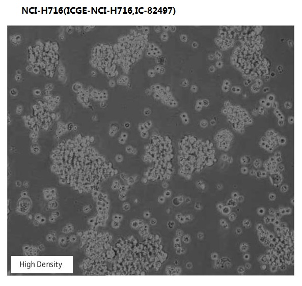 NCI-H716(ICGE-NCI-H716,IC-82497)