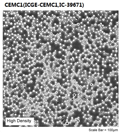 CEM/C1(ICGE-CEM/C1,IC-39671)