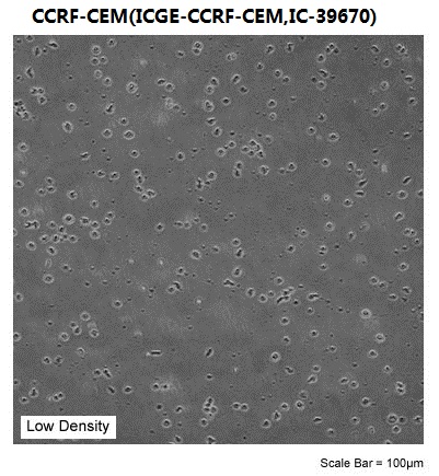 CCRF-CEM(ICGE-CCRF-CEM,IC-39670)