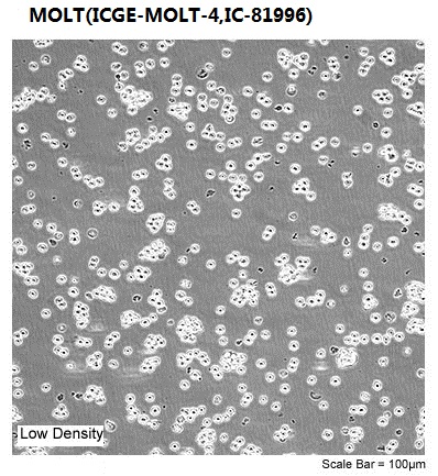 MOLT(ICGE-MOLT-4,IC-81996)