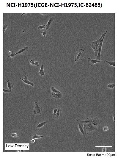 NCI-H1975(ICGE-NCI-H1975,IC-82485)