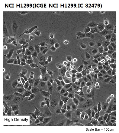 NCI-H1299(ICGE-NCI-H1299,IC-82479)