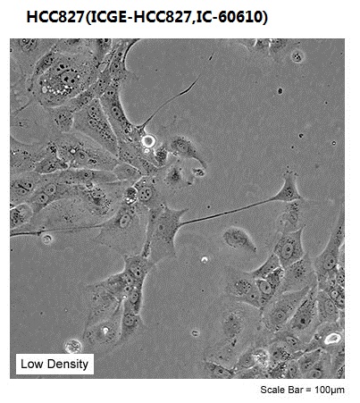 HCC827(ICGE-HCC827,IC-60610)