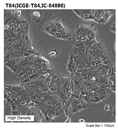 T84(ICGE-T84,IC-84898)