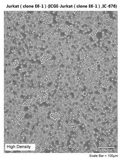 Jurkatclone E6-1(ICGE-Jurkatclone E6-1,IC-676)