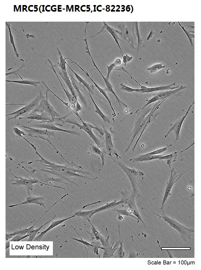 MRC5(ICGE-MRC5,IC-82236)