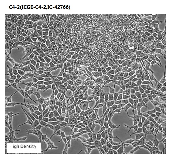 C4-2(ICGE-C4-2,IC-42766)