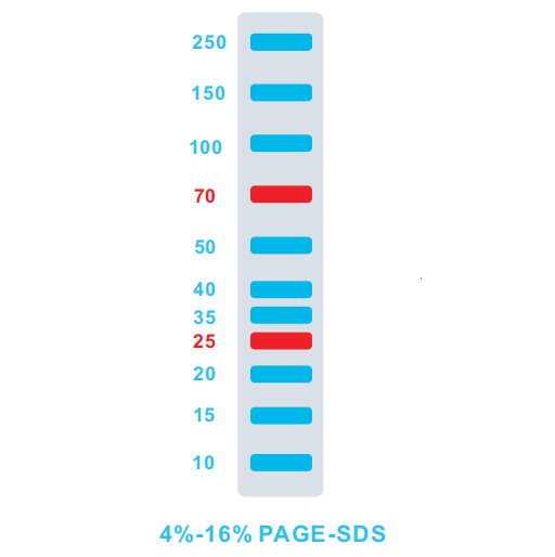 PREstain™ Protein Ladder10-250KD(IC-8008)