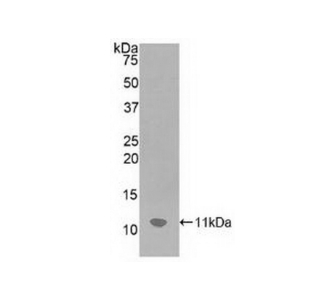 Anti SDF1/CXCL12 antibody2048061